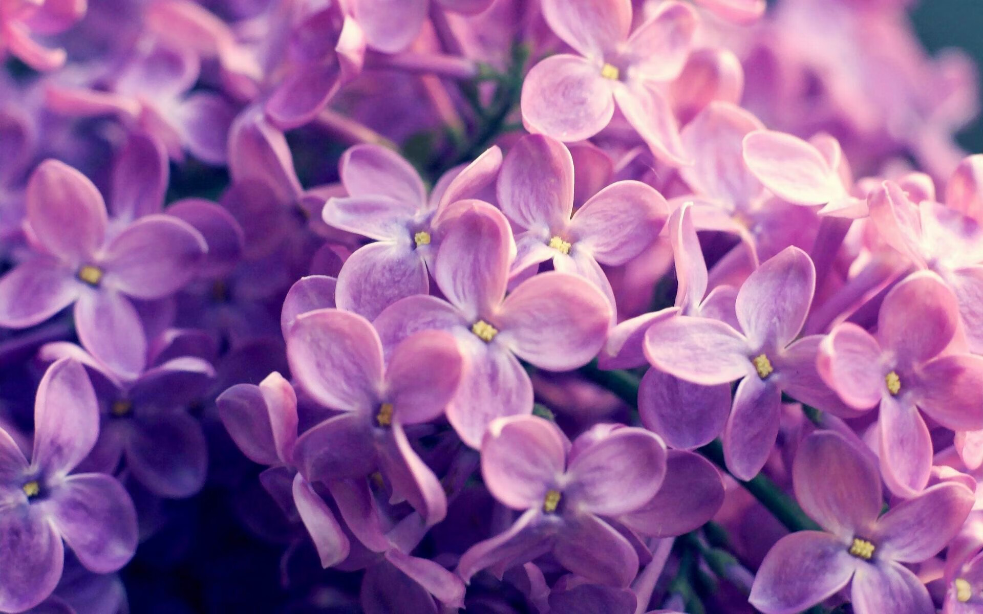 中国足球裁判首次执法亚洲杯决赛，中国足球裁判首次执法亚洲杯决赛视频